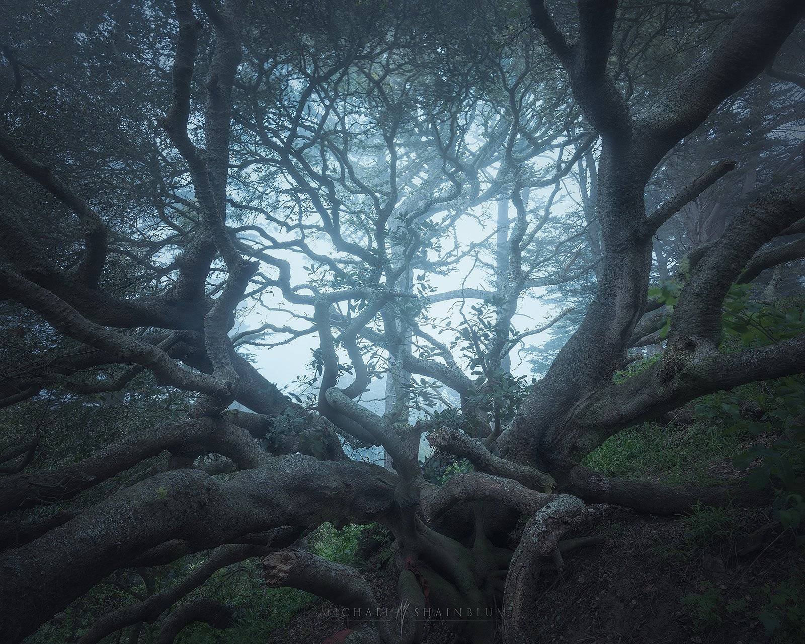 golden gate park, san francisco landscape photography.