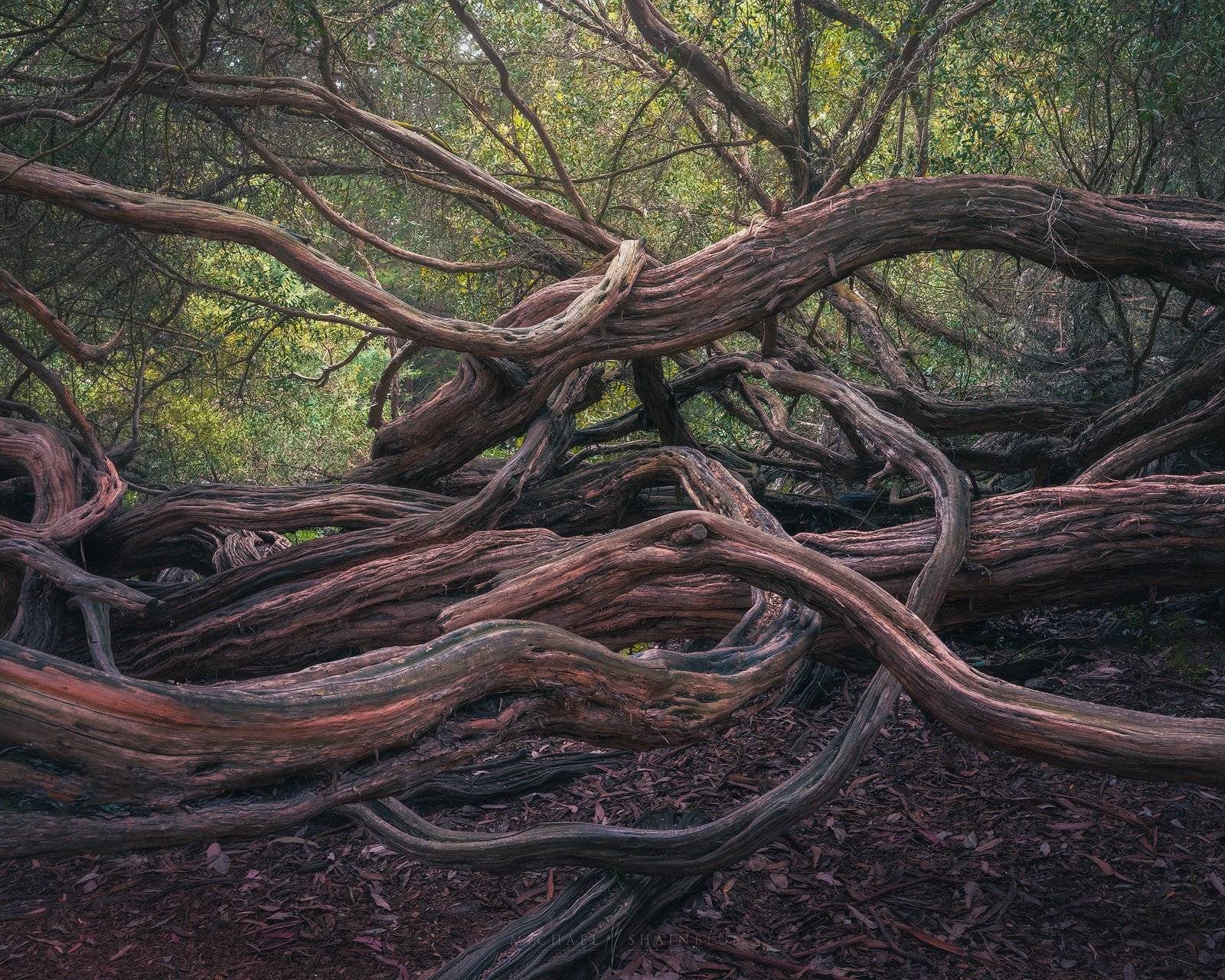 golden gate park, san francisco landscape photography.