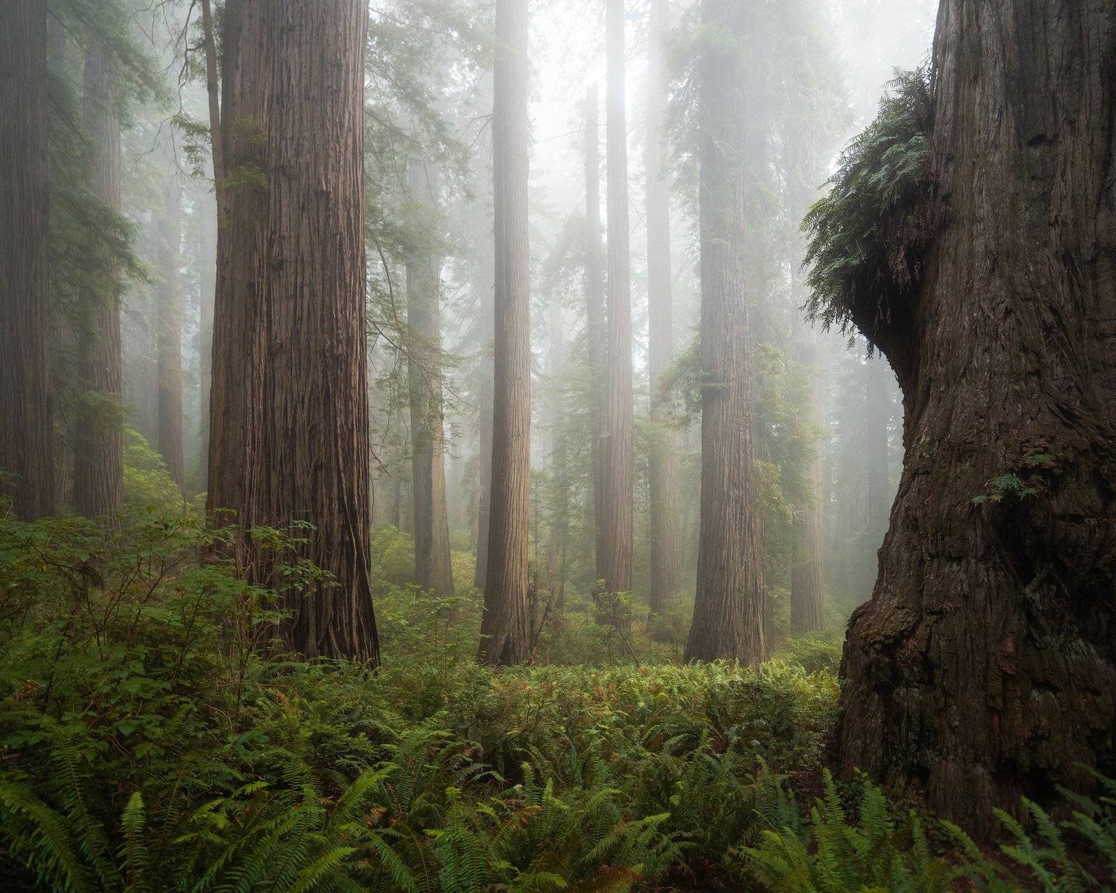 California Redwoods Landscape Photography