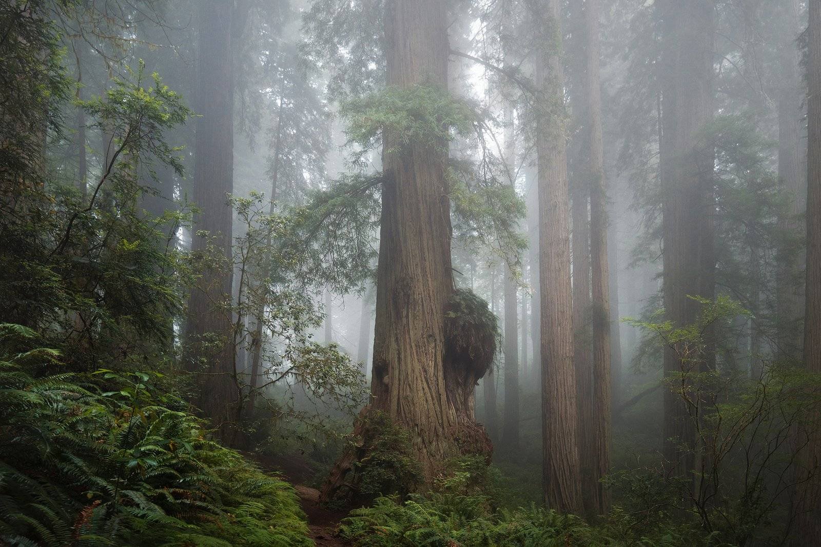 California Redwoods Landscape Photography