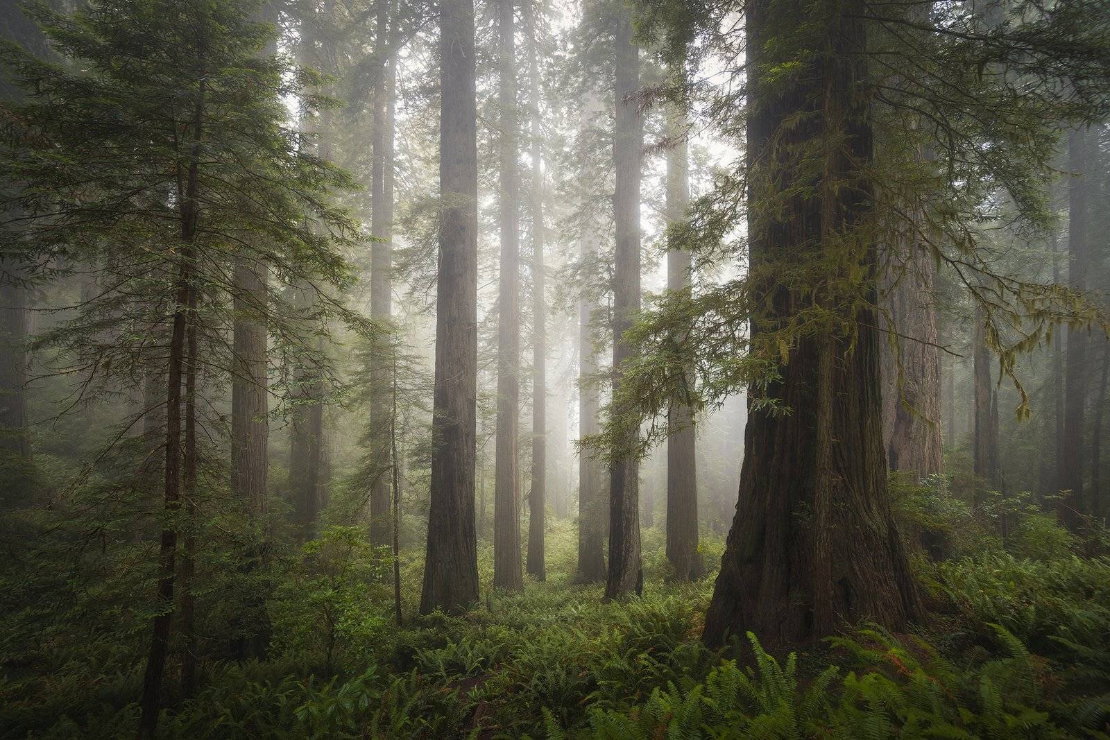 California Redwoods Landscape Photography