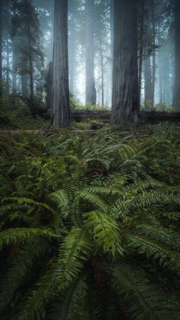 California Redwoods Landscape Photography