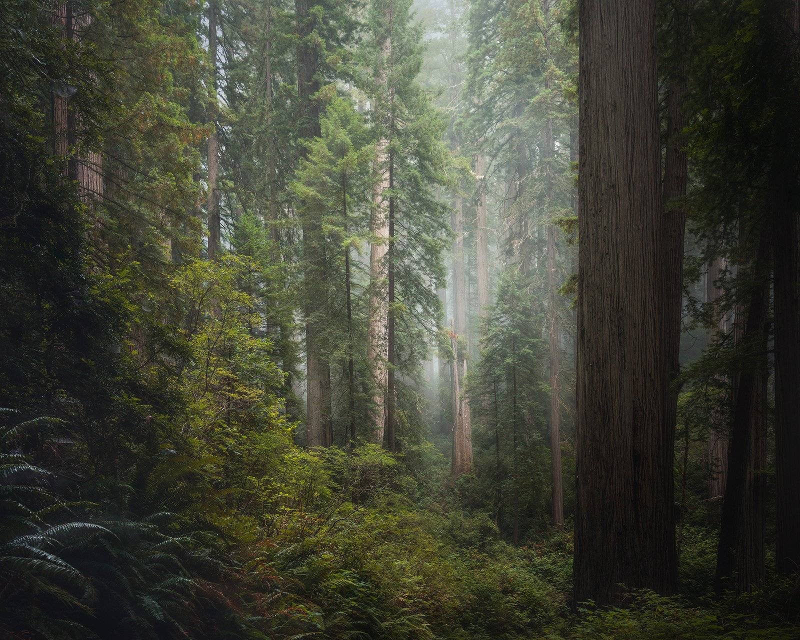 California Redwoods Landscape Photography