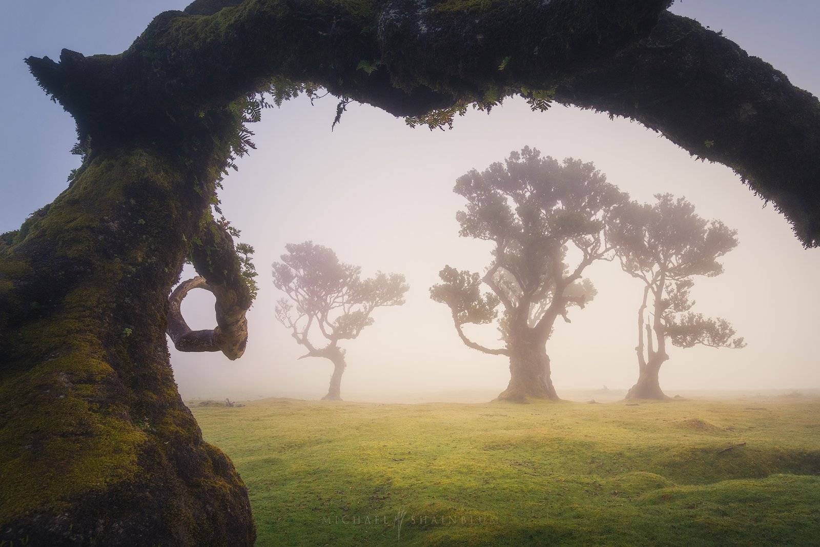 Madeira Fanal Forest Landscape Photography