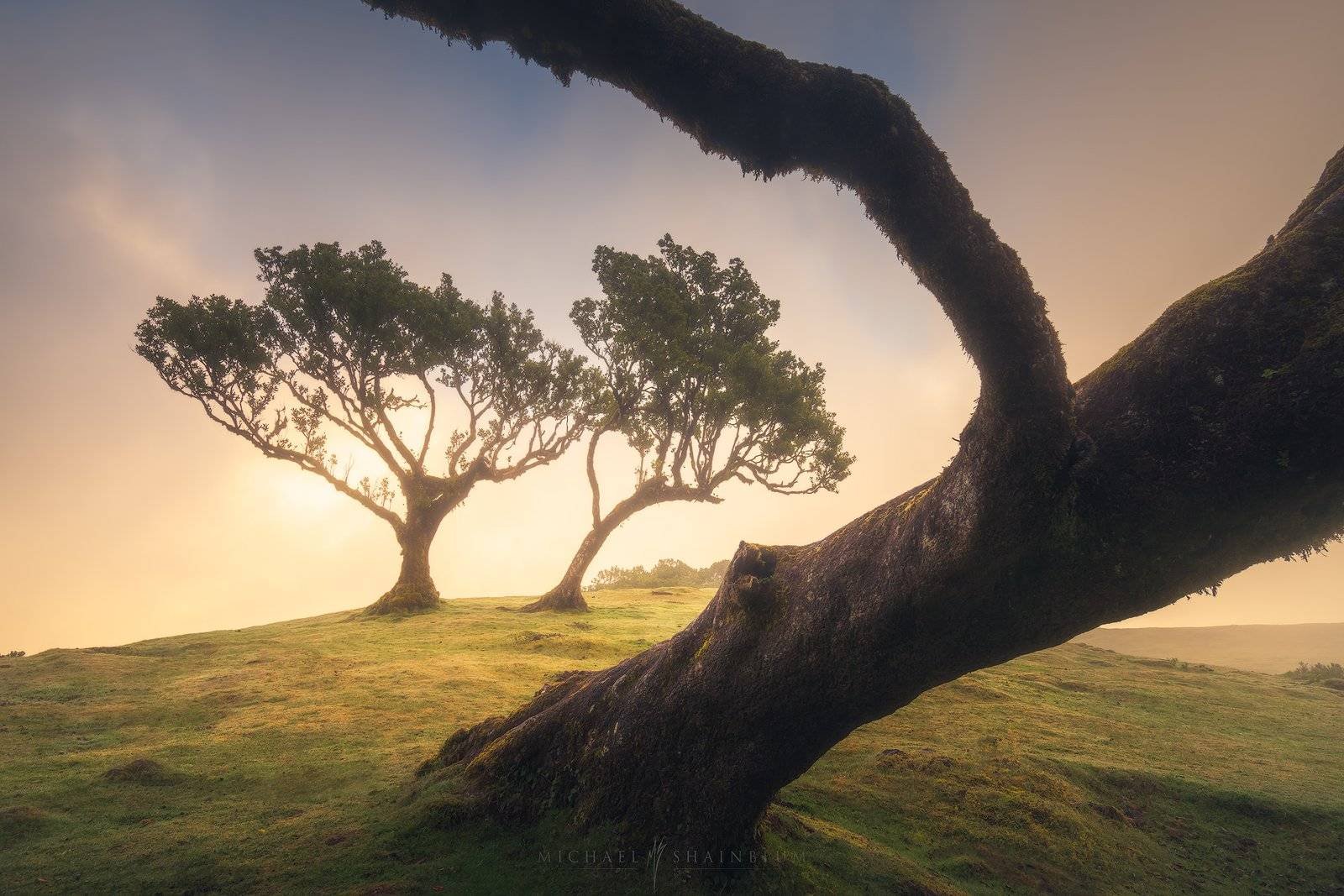 Madeira Fanal Forest Landscape Photography