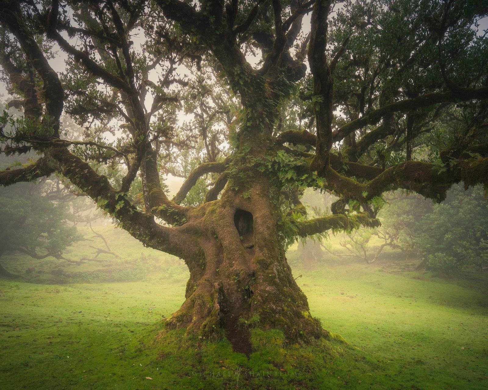 Madeira Fanal Forest Landscape Photography