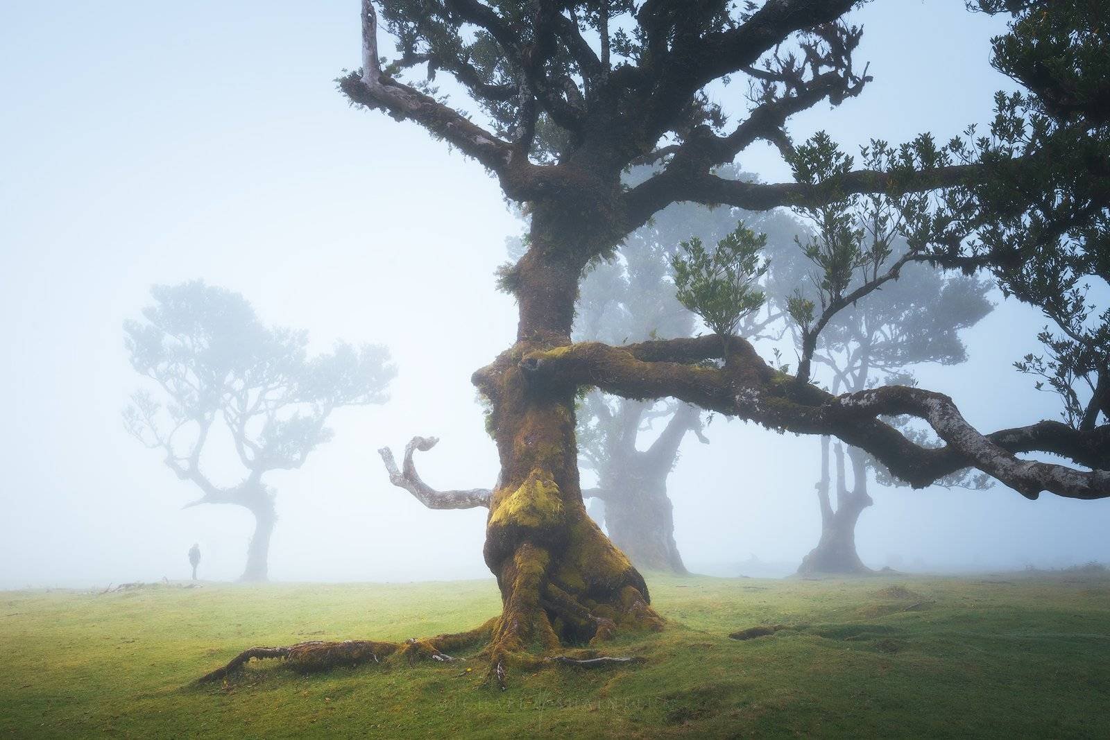 Madeira Fanal Forest Landscape Photography