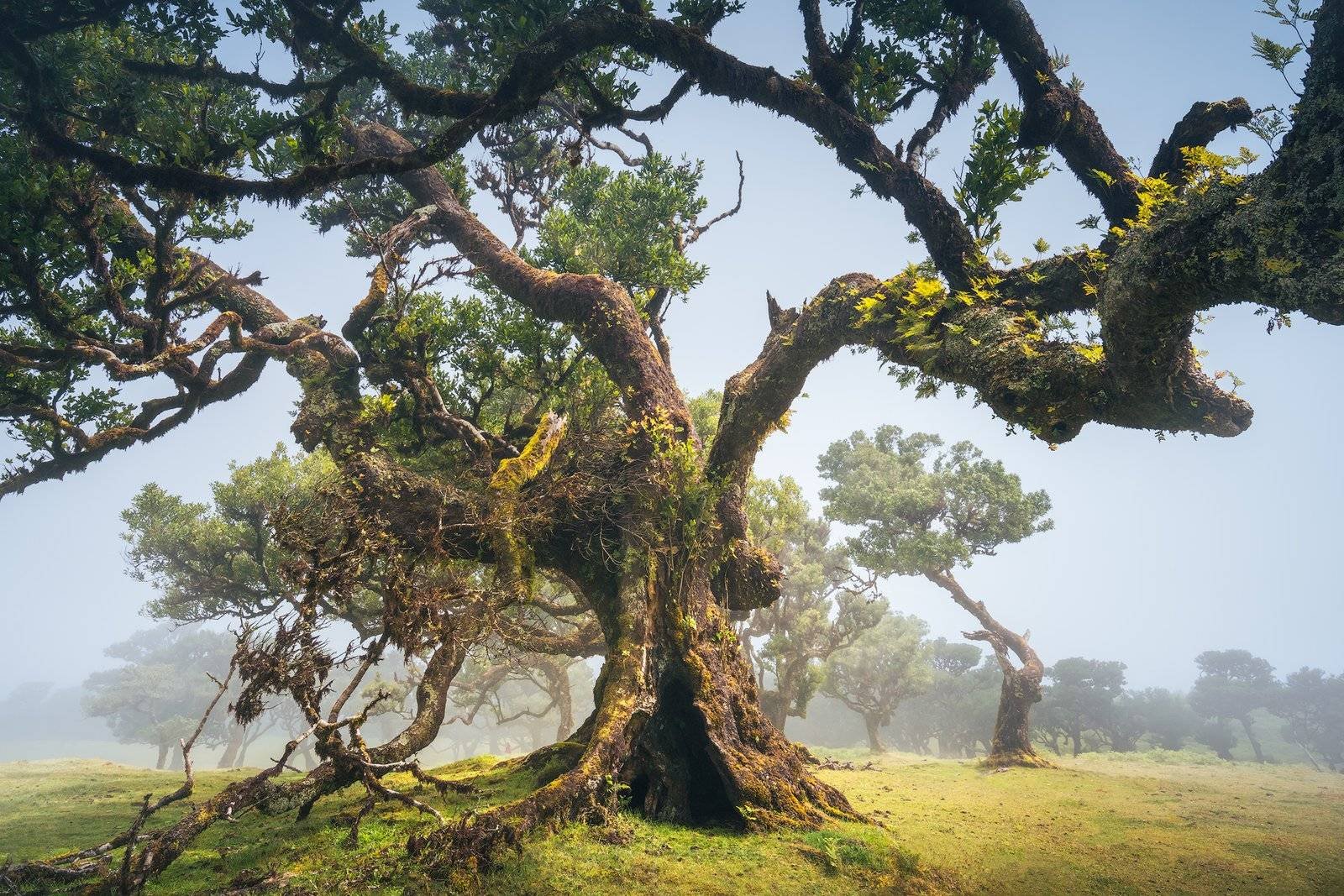 Madeira Fanal Forest Landscape Photography