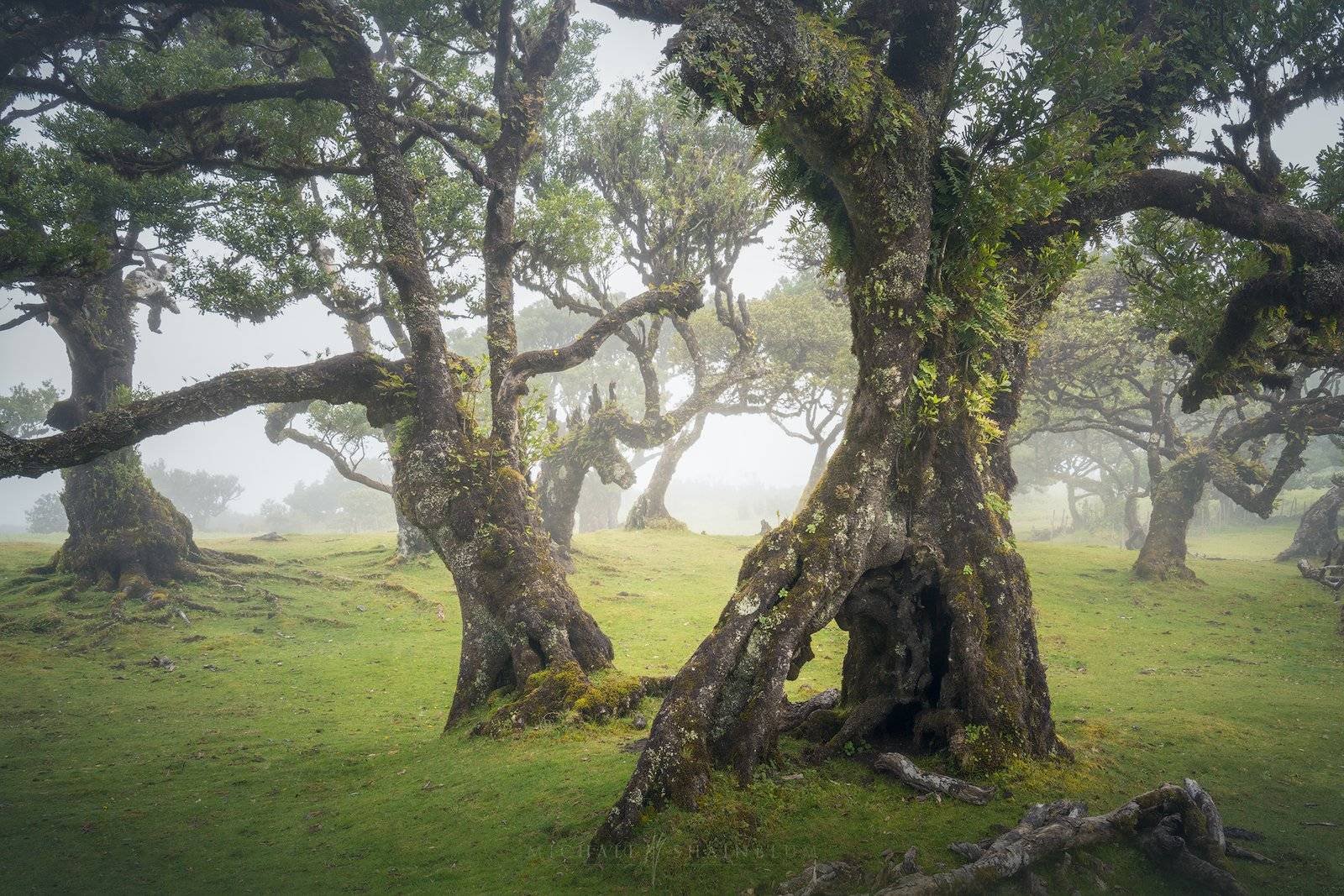 Madeira Fanal Forest Landscape Photography