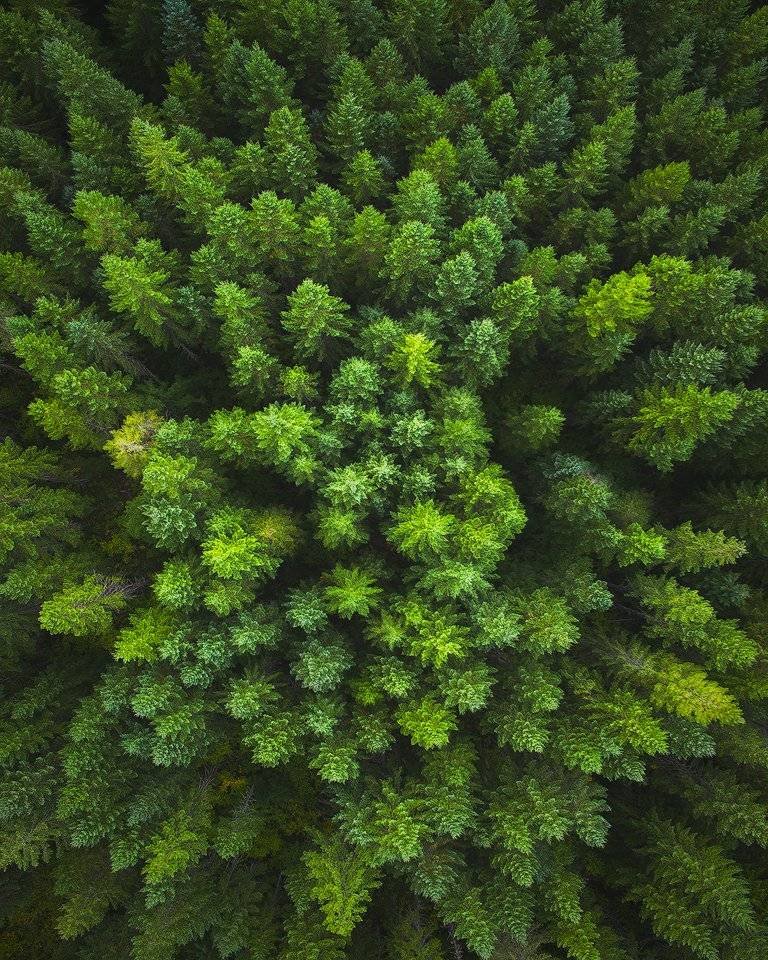Green Forest Aerial Drone Photo