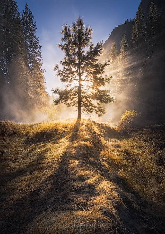 Yosemite Misty Foggy Tree Sunrise