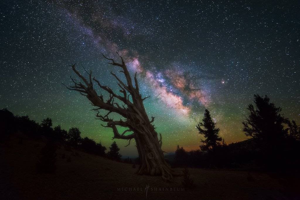 Milky Way Tree California