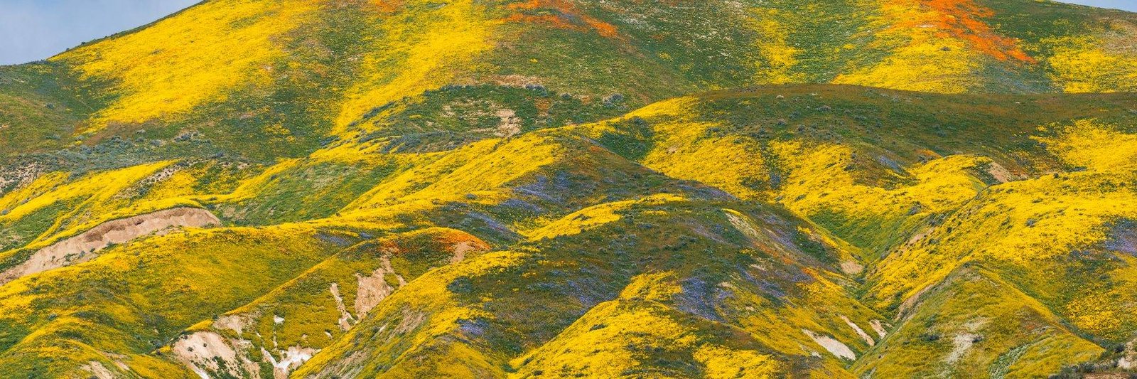 California Wildflower Landscape Photography Techniques, Superbloom 2023