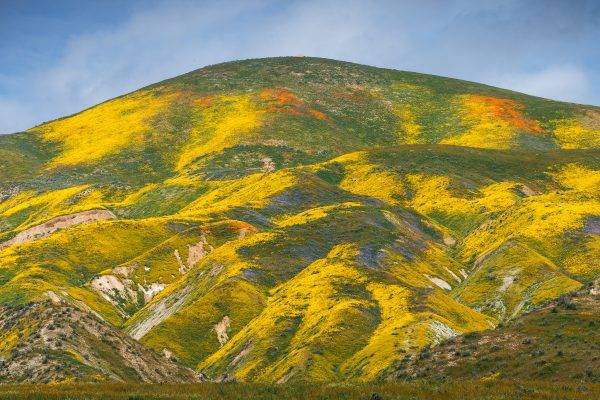 California Wildflower Landscape Photography Techniques, Superbloom 2023