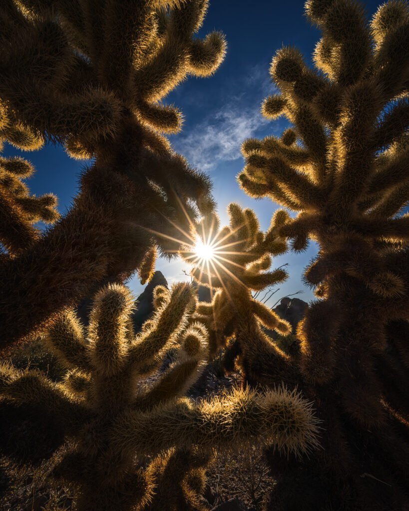 Ultra Wide Angle Lens: Sunlight streams through spiny desert cacti, creating a starburst against a deep blue sky.