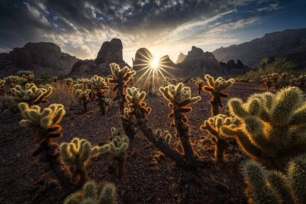 Desert scene at sunrise with a starburst sun behind jagged mountains and spiny cacti in the foreground.