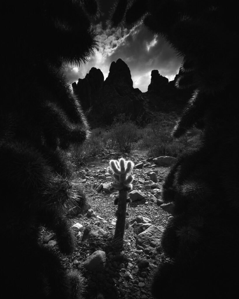 Ultra Wide Angle Lens: Desert landscape photography scene in black and white framed by dark shrub branches, with a tall, multi-armed cactus in the foreground and jagged mountains in the cloudy distance.