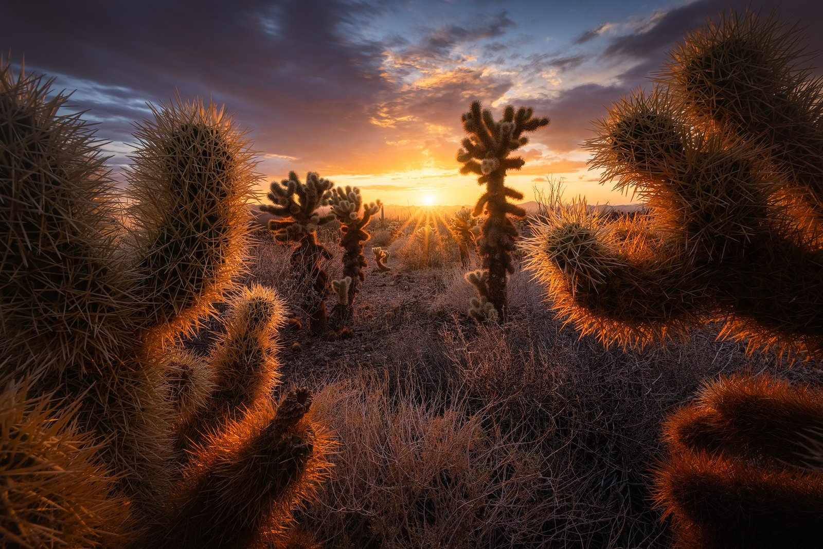 Desert scene at sunset with tall, spiky cacti bathed in warm orange light.