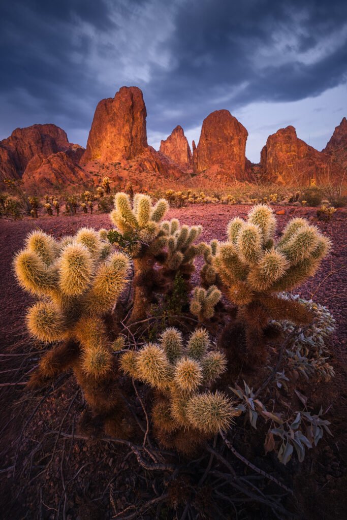 Arizona Landscape Photography with spiny cacti in the foreground and tall red rock formations under a dark blue sky.