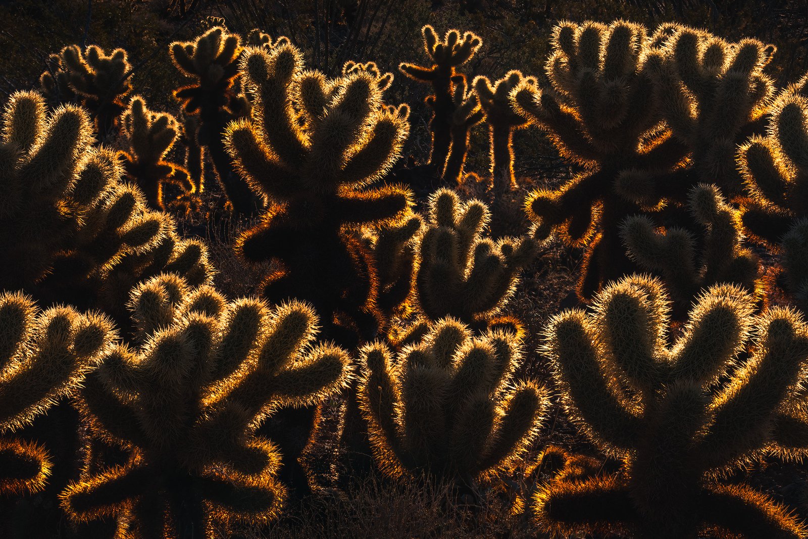 desert landscape photography, arizona