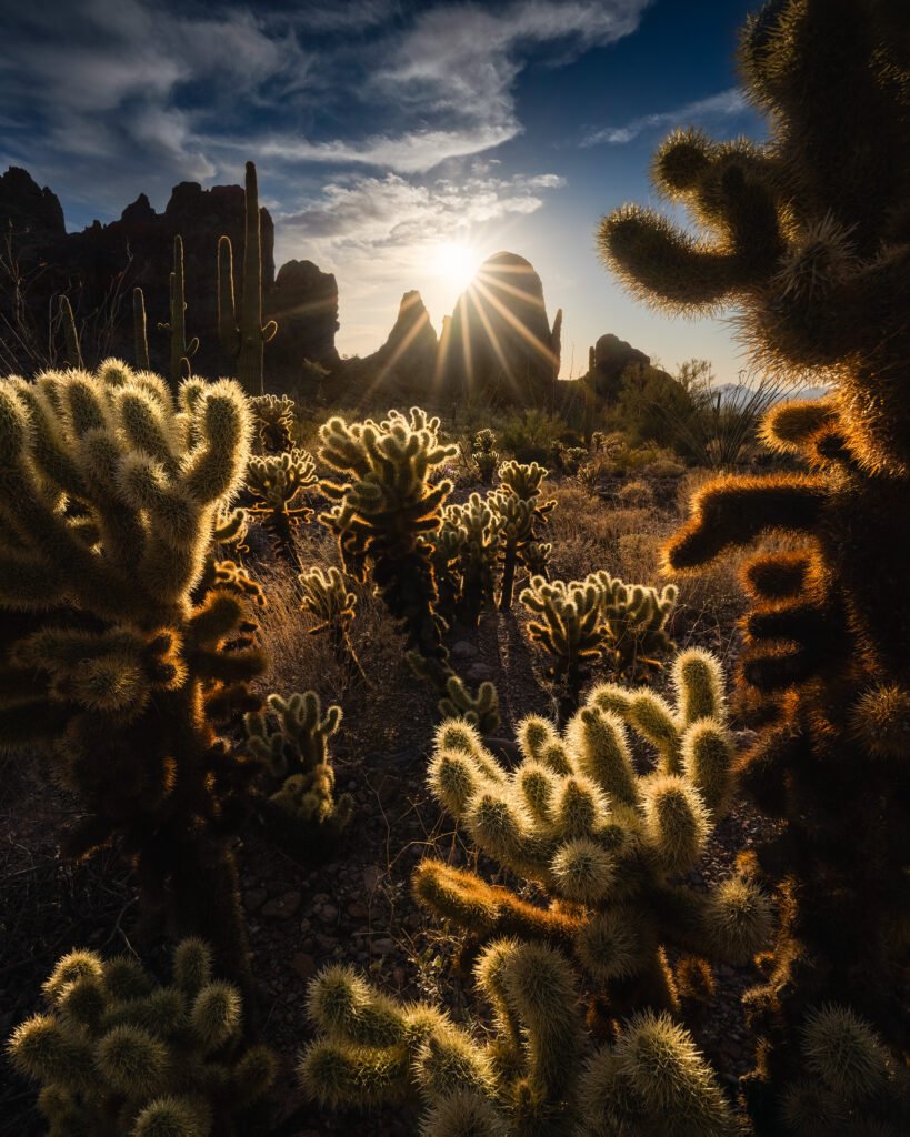 Desert scene at sunset with tall cacti and sun rays shining over rocky formations in the distance, foreground covered in spiky cacti silhouettes.