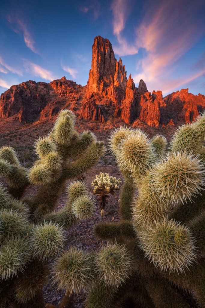 Desert landscape photography at sunset with spiky cacti in foreground and jagged red rock formations in the distance under a blue sky with pink clouds