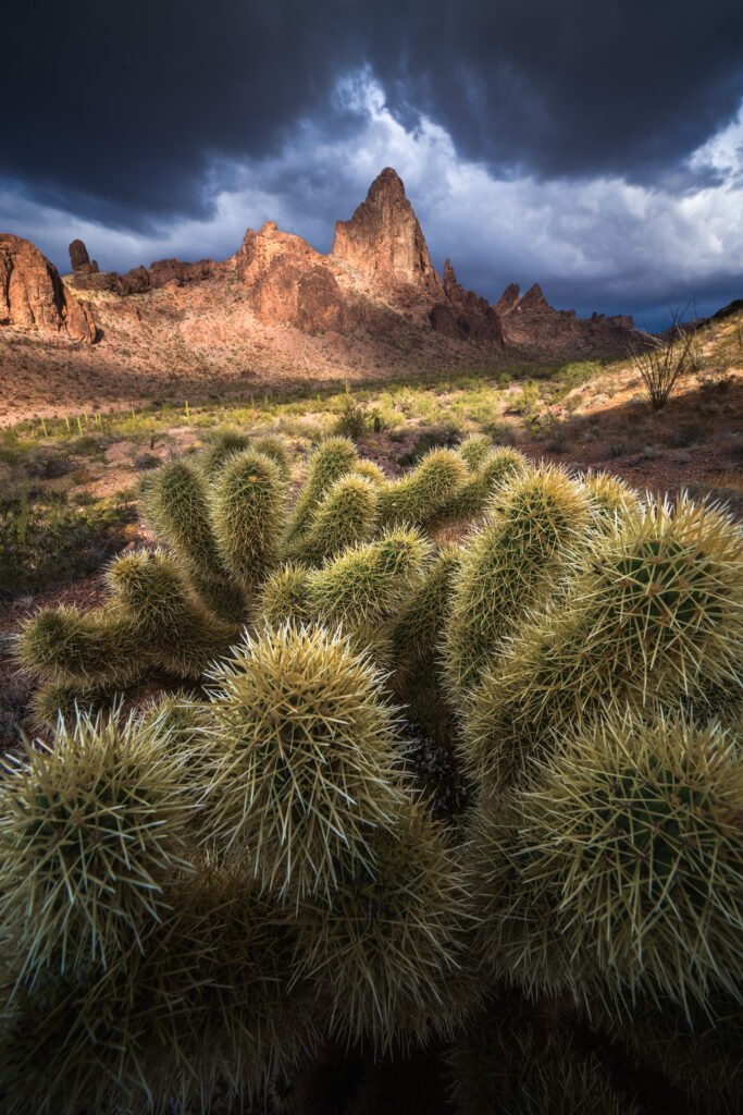 Arizona photography: Cluster of tall spiky cacti in the foreground with red rock mountains and a dark stormy sky behind.