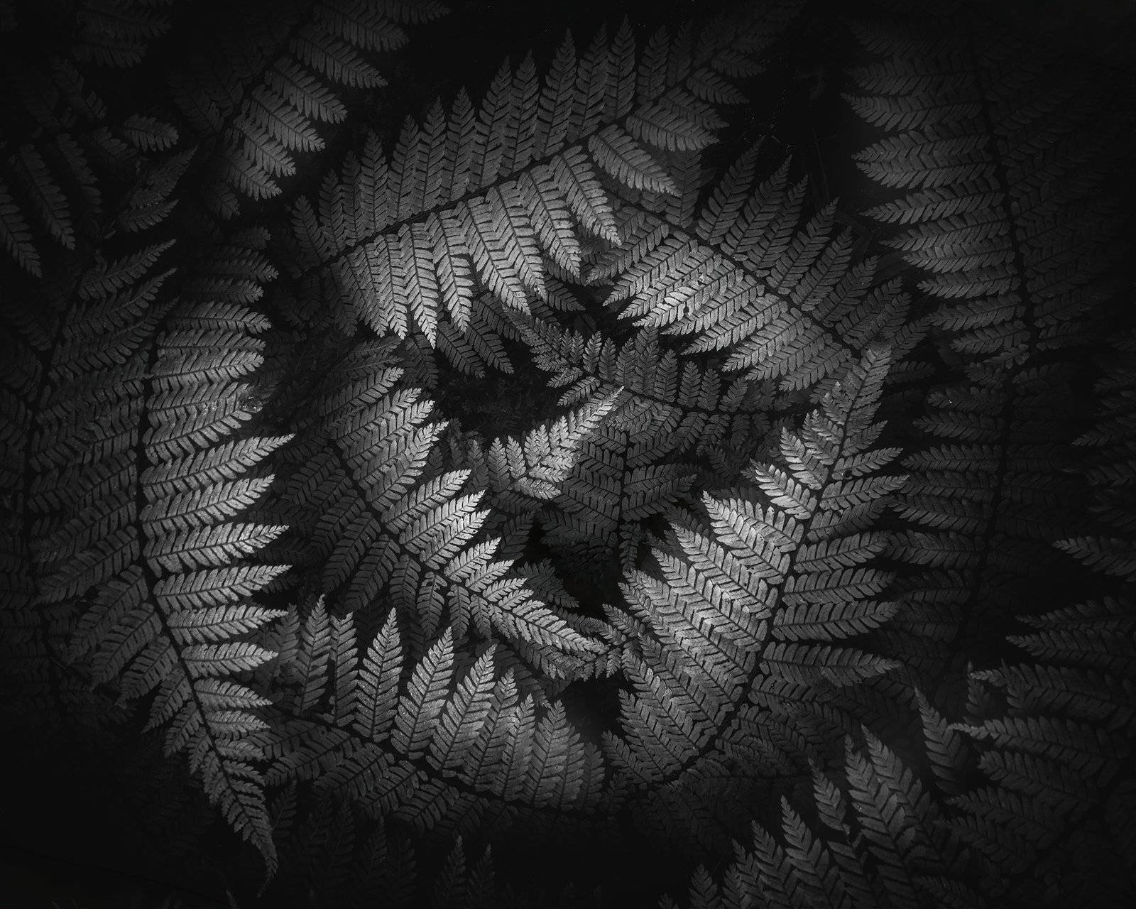 Rainforest Photography