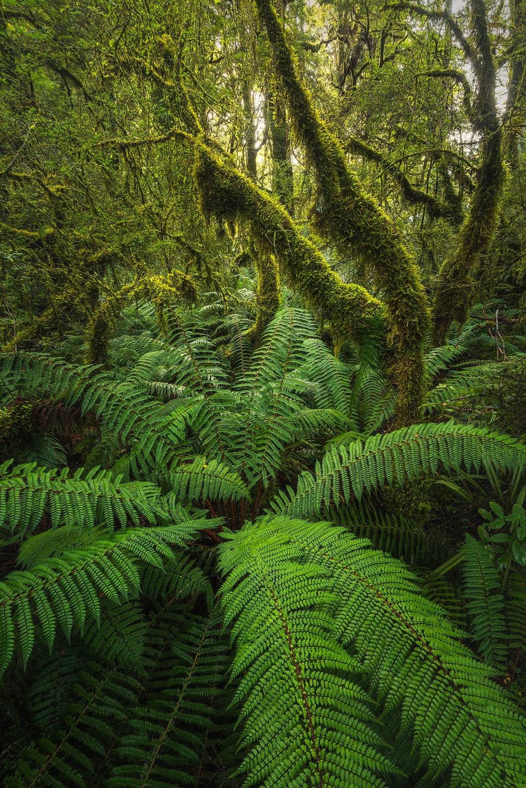 Rainforest Photography