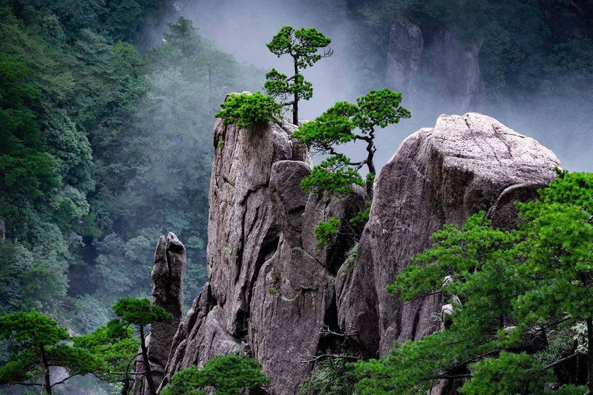 Rocky cliff with green pine trees growing on jagged gray rocks, misty forest in the background.