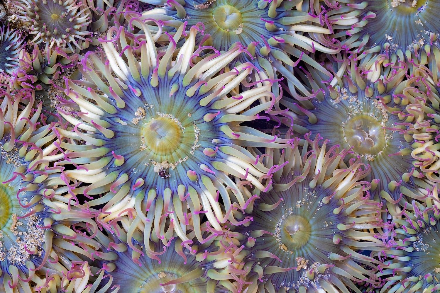 Close-up of a cluster of colorful sea anemones with blue centers and purple-tipped tentacles radiating outward